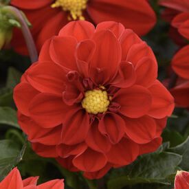 Red Shades Figaro, Dahlia Seeds